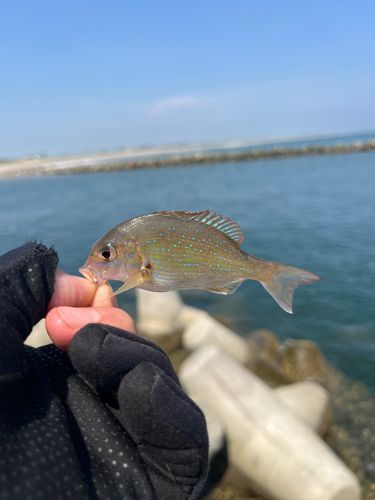 チャリコの釣果