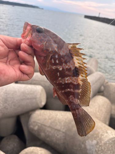 キジハタの釣果