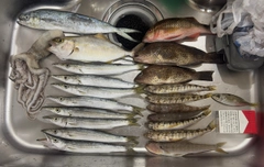 カマスの釣果
