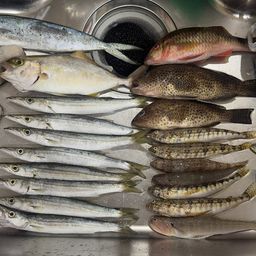 カマス