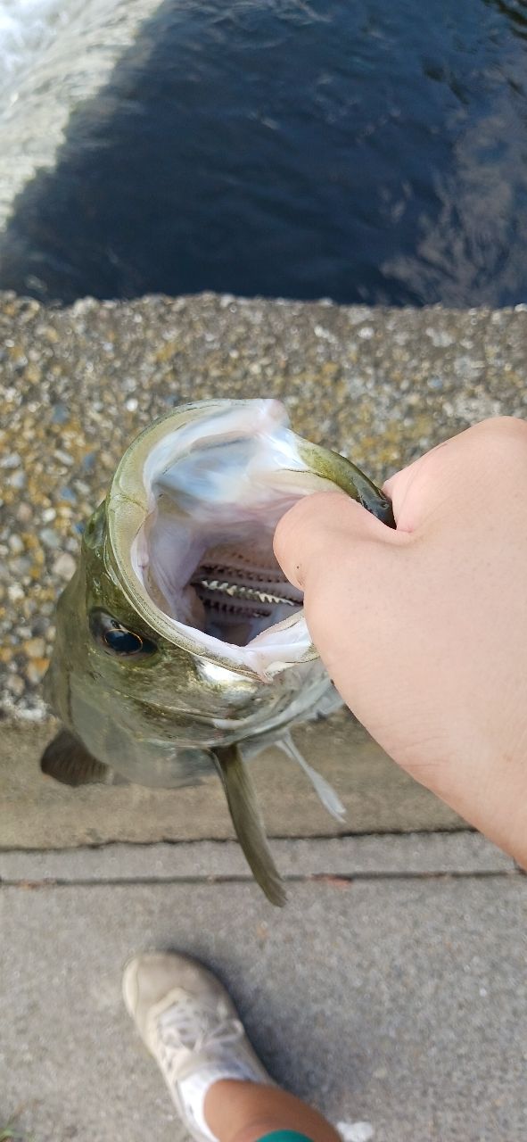 シーバス