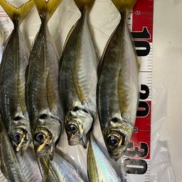 アジ