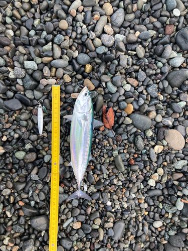 ソウダガツオの釣果