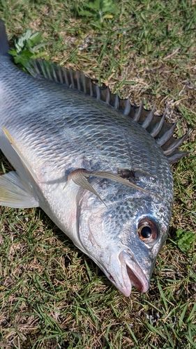 キビレの釣果