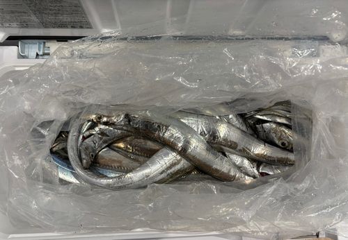 タチウオの釣果