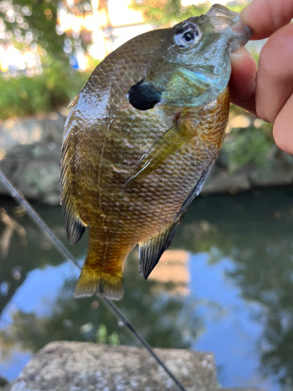 ブルーギル