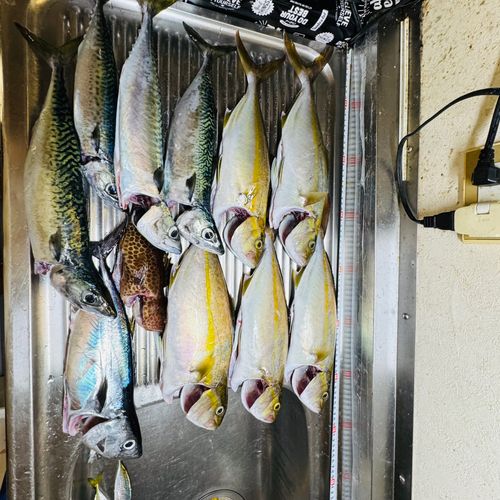 カンパチの釣果