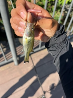 ラージマウスバスの釣果