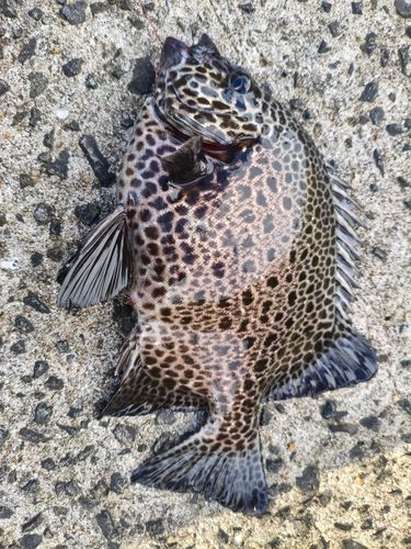 イシガキダイの釣果