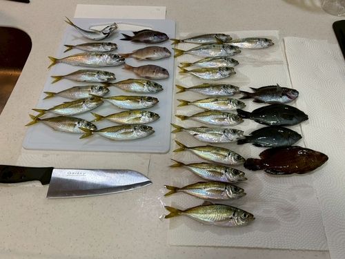 アジの釣果