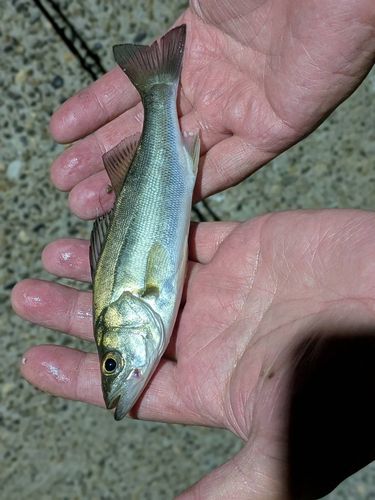 スズキの釣果
