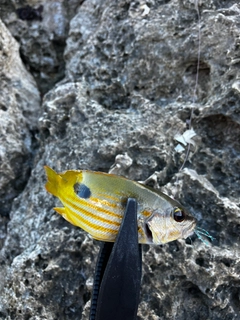 ヤマトビーの釣果