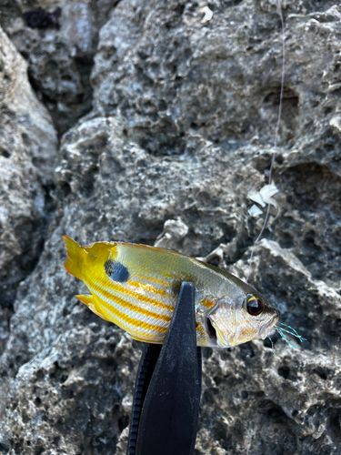 ヤマトビーの釣果