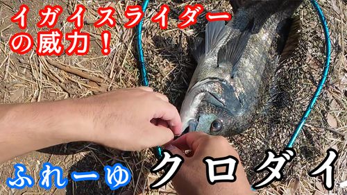 クロダイの釣果