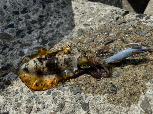 アオリイカの釣果