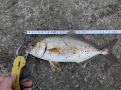 ショゴの釣果