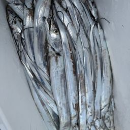 タチウオ