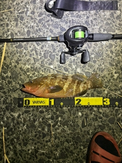 アコウの釣果