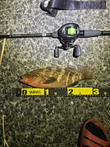 アコウの釣果