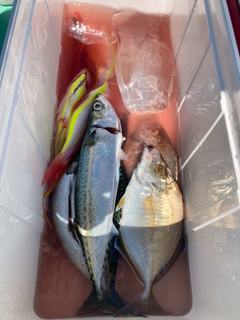 ライト君の晩御飯さんの釣果 1枚目の画像