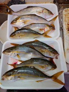 シオの釣果