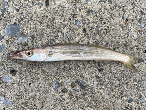 カマスの釣果