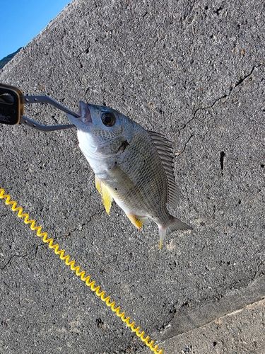 キビレの釣果