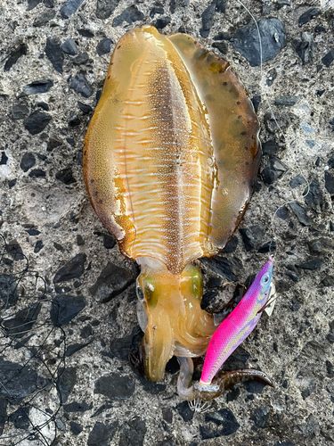アオリイカの釣果