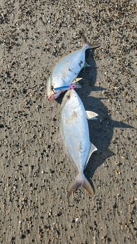 ショゴの釣果