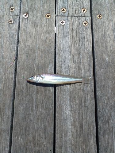 シロギスの釣果