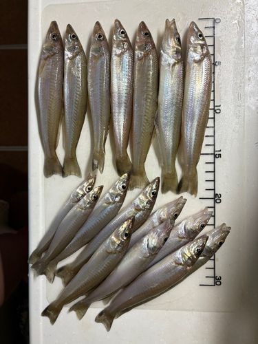 シロギスの釣果