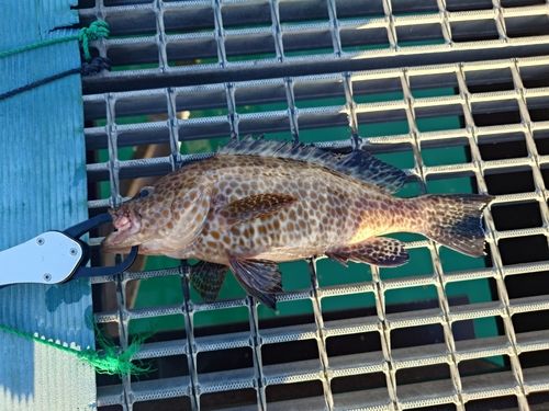 オオモンハタの釣果