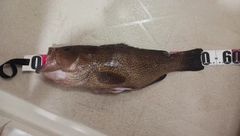 オオモンハタの釣果