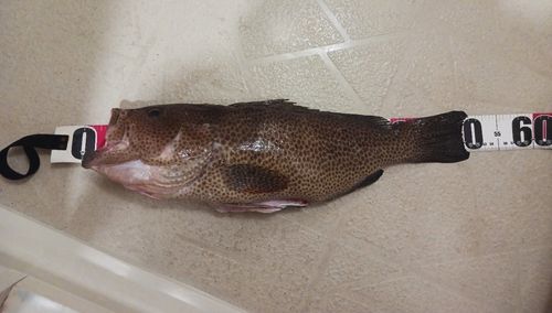 オオモンハタ