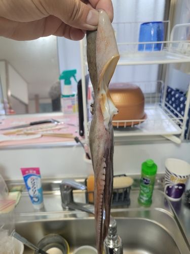 タコの釣果