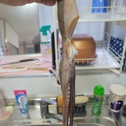 タコ