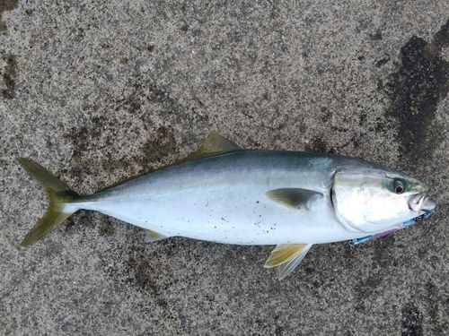 イナダの釣果