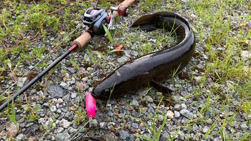 ライギョの釣果