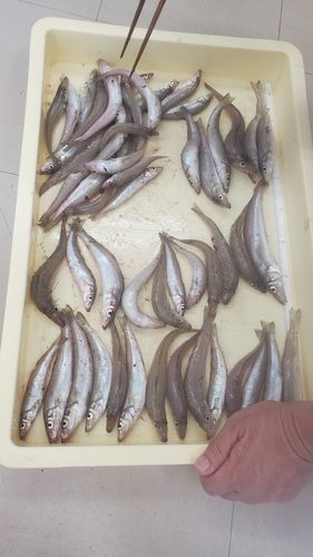 キスの釣果