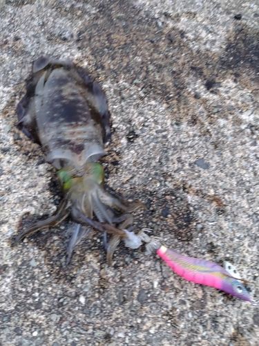 アオリイカの釣果