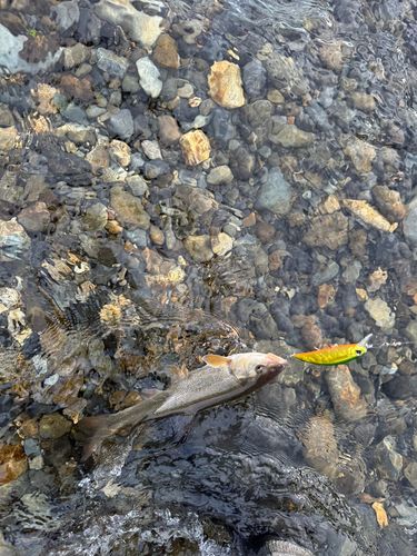 ウグイの釣果