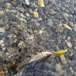 ウグイ