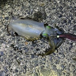 アオリイカ