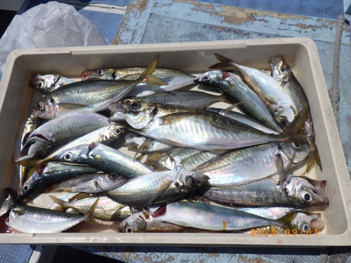 石川釣船@船長さんの釣果 2枚目の画像