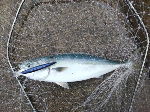 ワラサの釣果