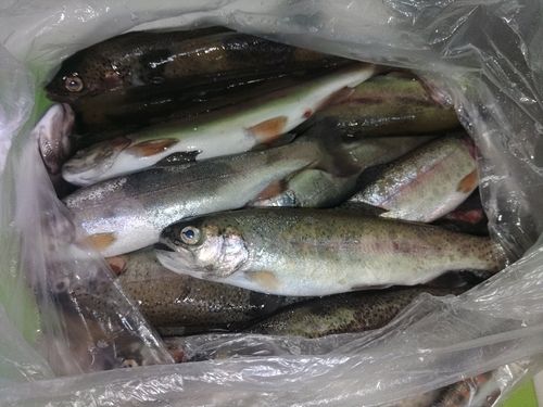 ニジマスの釣果