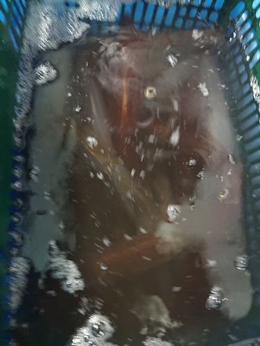 浜田沖