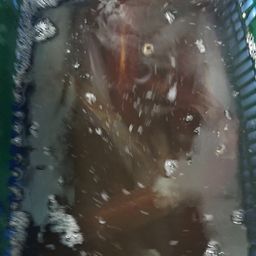 ケンサキイカ