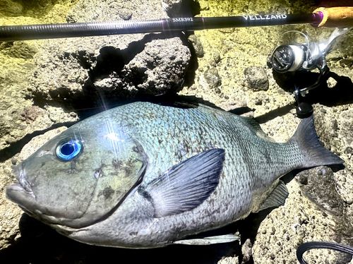 メジナの釣果