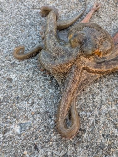 タコの釣果